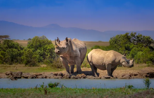 Landscape, mountains, Rhino, Africa