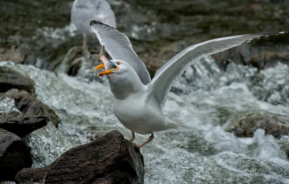 Stones, bird, Seagull, lunch