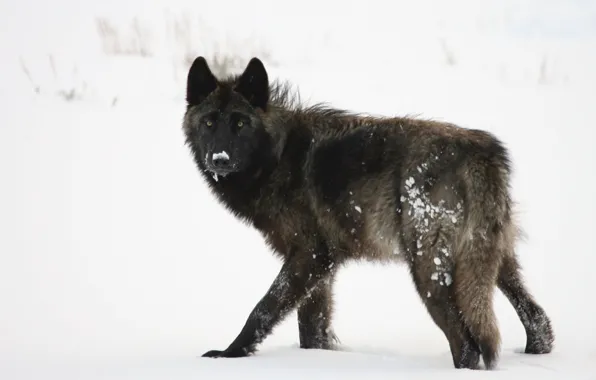 Grey, winter, predator, pack, canine, black wolf on white snowy field