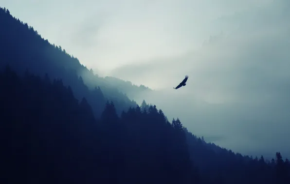 Picture forest, mountains, nature, bird, eagle, haze