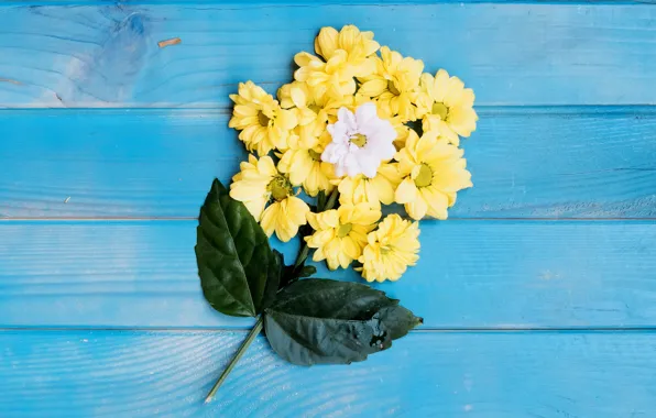 Picture leaves, flowers, yellow, white, chrysanthemum, blue background