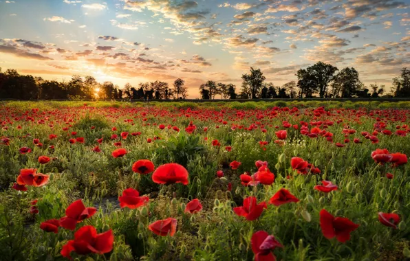 Road, the sky, clouds, trees, flowers, Maki, poppy field