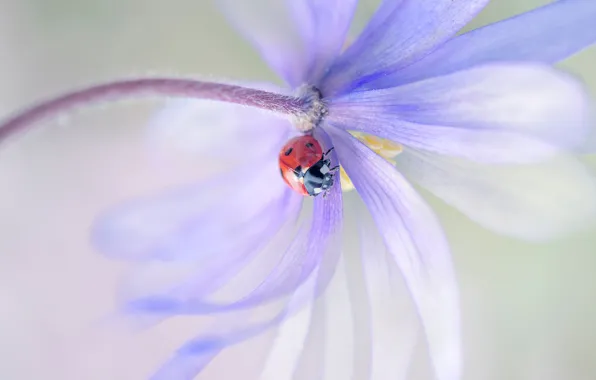 Picture macro, flowers, red, background, ladybug, beetle, blur, petals
