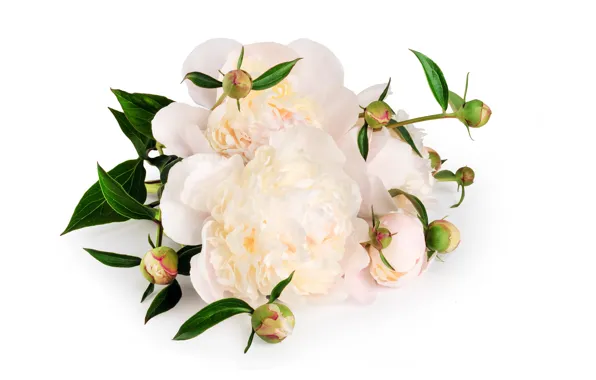 Flowers, bouquet, peonies