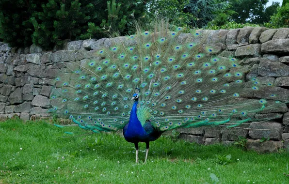 Nature, Grass, Peacock, Grass, nature, peacock