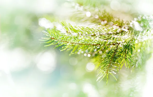 Light, branches, nature, needles, coniferous, bokeh