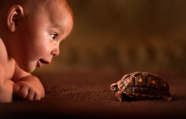 Picture look, turtle, child, curiosity