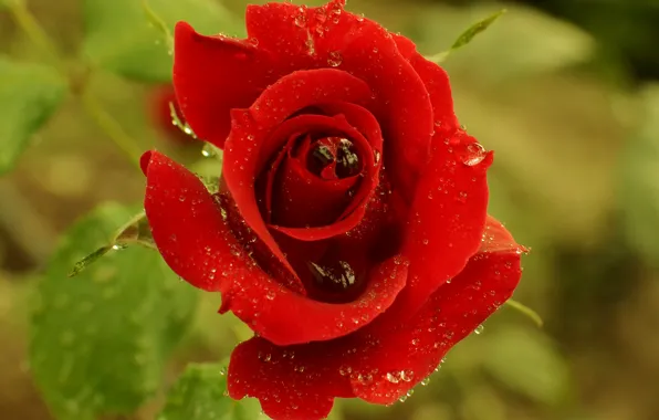 Picture drops, macro, rose, red, red, Rose, macro, drops