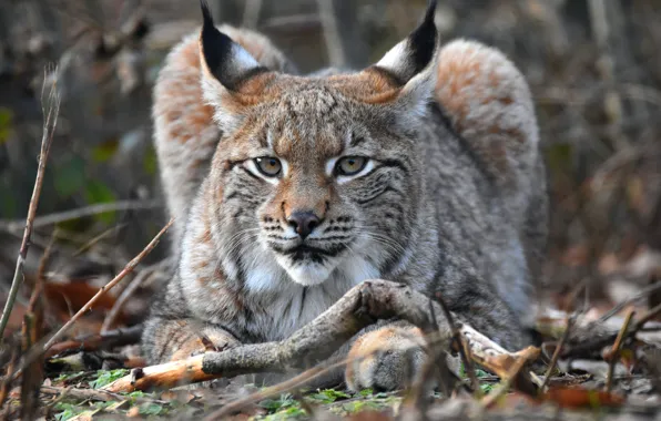 Picture look, face, branches, nature, portrait, lies, lynx
