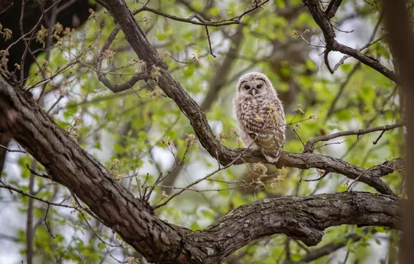 Picture trees, branches, owl, bird, foliage, spring, owl