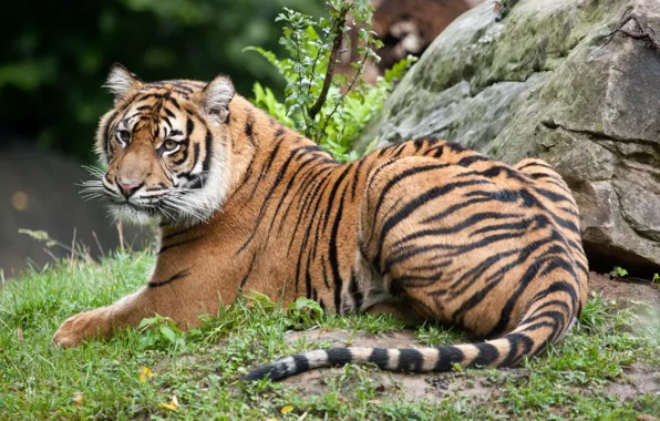Cat, grass, tiger, stone, Sumatran