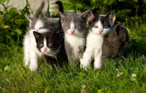 Kittens, grass, weed, kittens