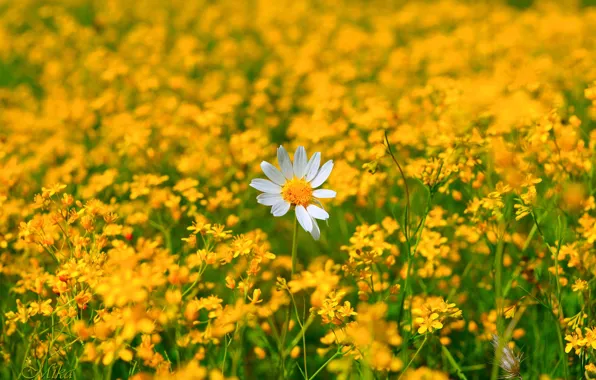 Picture Daisy, Flowers, Flowers, Flowering, Camomile, Flowering