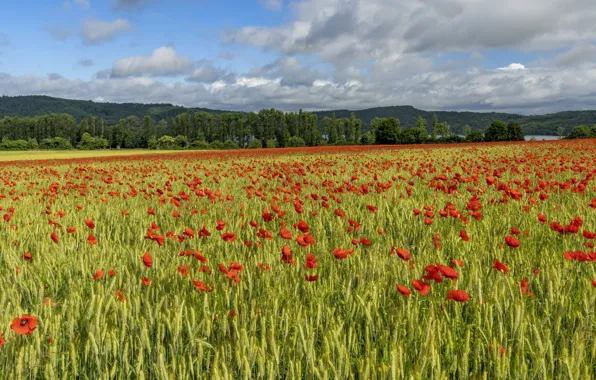 Field, summer, the sky, landscape, flowers, nature, Maki, meadow