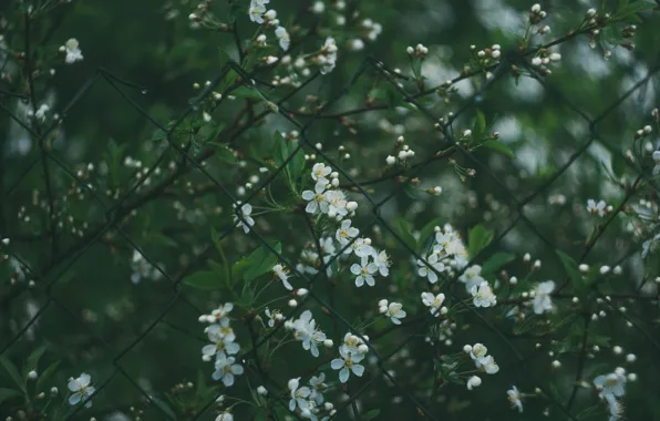 Cherry, spring, flowering