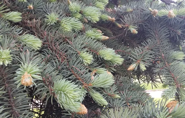 Needles, spring, needles, blue spruce, fir-tree branches, the young shoots