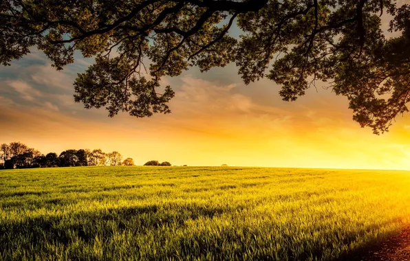 Greens, field, the sky, grass, the sun, trees, branches
