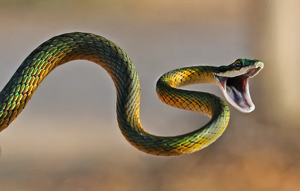 Eyes, snake, attack, wildlife