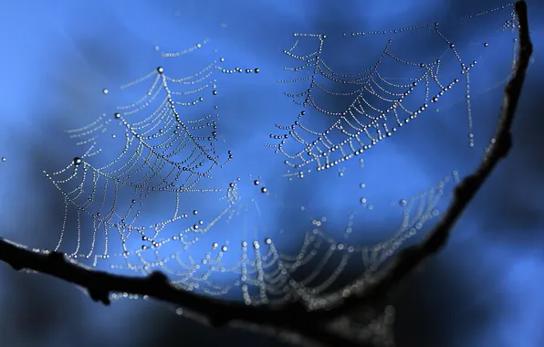 Drops, night, sprig, web