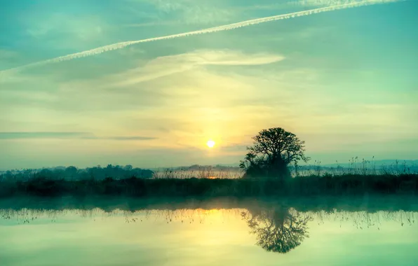 The sun, nature, fog, surface, reflection, river, tree, silence
