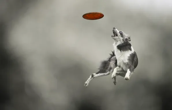 Jump, the game, dog, dog, disk, breed, catches, Border Collie