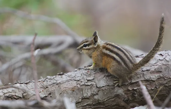 Chipmunk, log, rodent