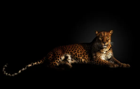 Look, pose, stay, treatment, leopard, tail, lies, black background