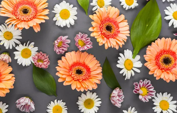 Picture flowers, background, chamomile, colorful, summer, gerbera, flowers