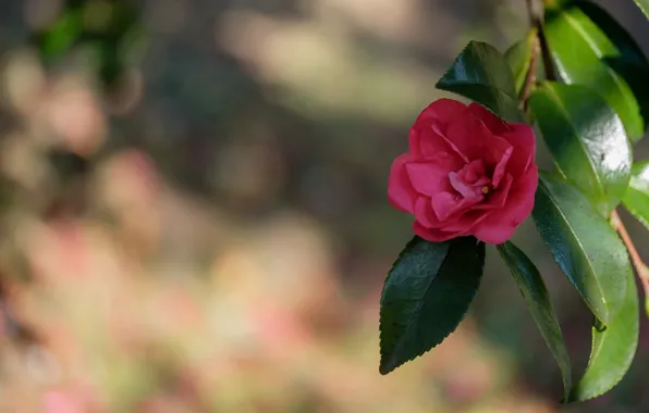 Picture leaves, flowers, branches, pink, flowering, bokeh, Camellia