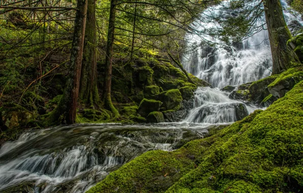 Greens, forest, trees, stream, stones, for, waterfall, moss