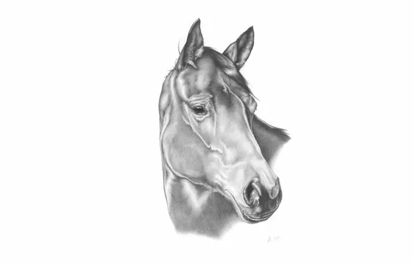 Picture horse, horse, figure, pencil