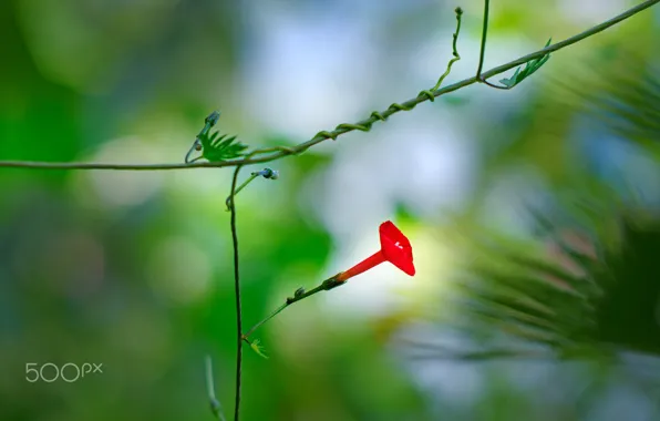 Flower, red, rostenie, rozmyte