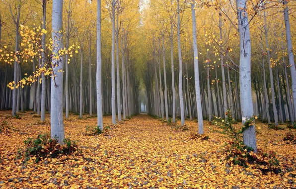 Picture forest, leaves, nature