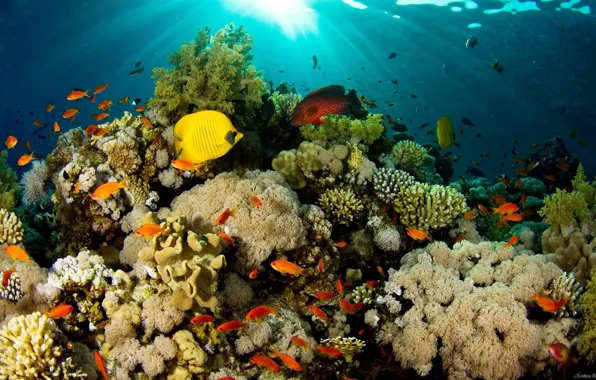 Sea, the ocean, corals, underwater world, tropical fish