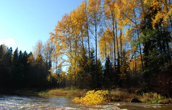 Picture forest, trees, Autumn, river, forest, river, trees, autumn