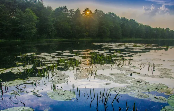 Forest, leaves, lake, shore, water lilies