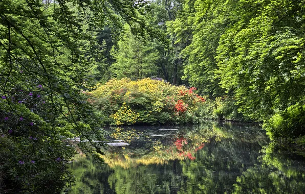 Picture Nature, Trees, Germany, Pond, Parks, Rhododendron Park Bremen