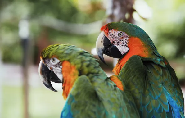 Look, birds, green, parrot, parrots, a couple, blur, bokeh
