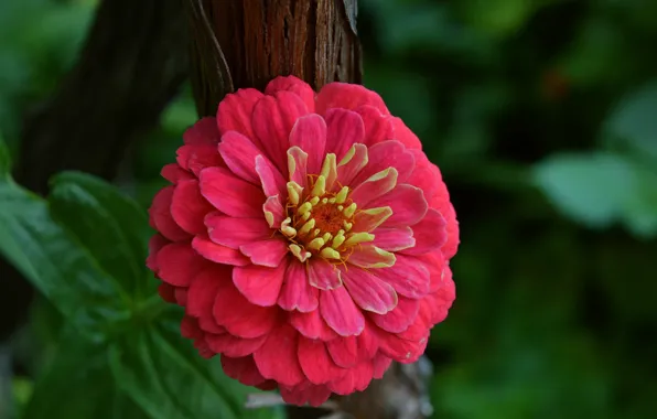 Picture Macro, Macro, Red flower, Red flower