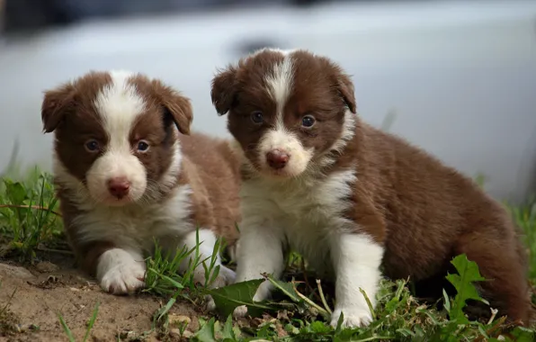 Picture puppy, kids, the border collie