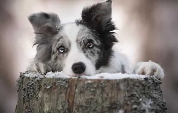 Look, each, dog