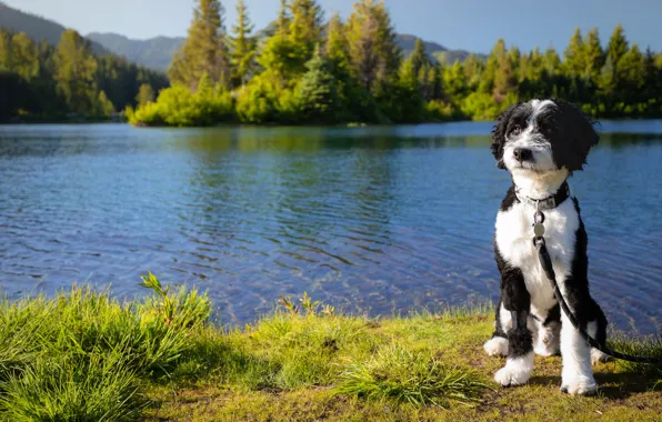 Picture forest, river, shore, dog, pond