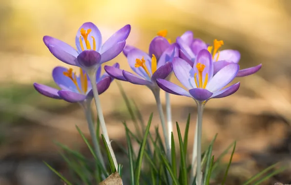Flowers, background, spring, crocuses, company, clearing, lilac