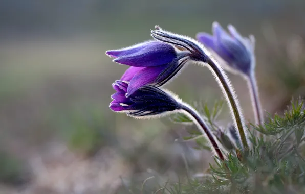 Grass, flowers, nature, background, glade, blur, spring, purple