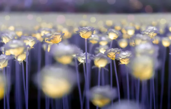 Picture light, flowers, background, color