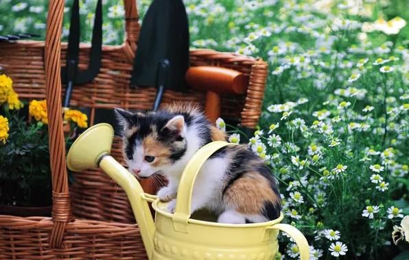 Cat, grass, cat, flowers, kitty, basket, pussy, lake