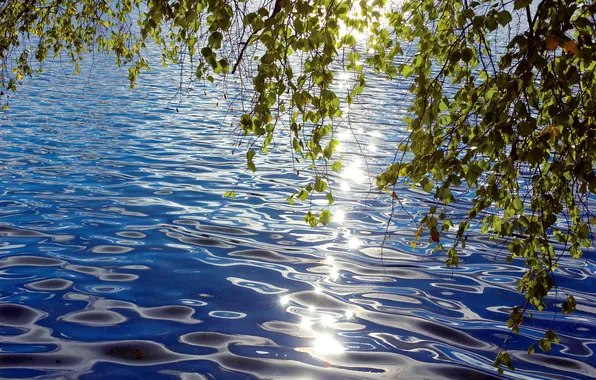 Picture leaves, water, the sun, light, branches, river