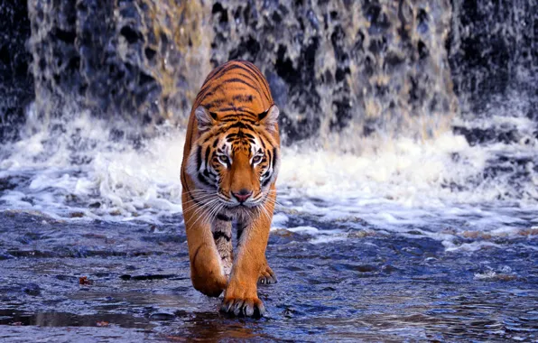 Water, waterfall, predator, Bengal tiger