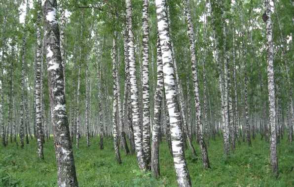 Birch, Russia, homeland