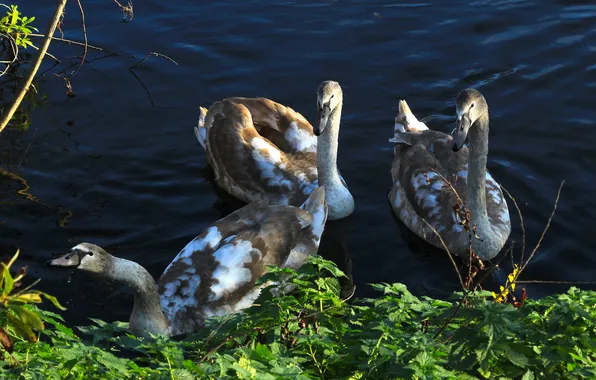 Swan, water, lake, birds